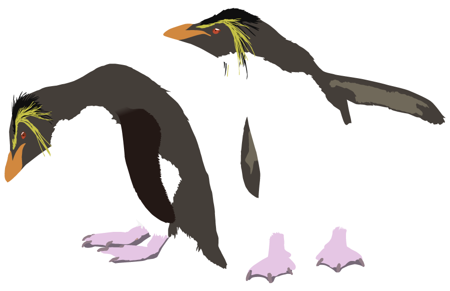 イワトビペンギン
